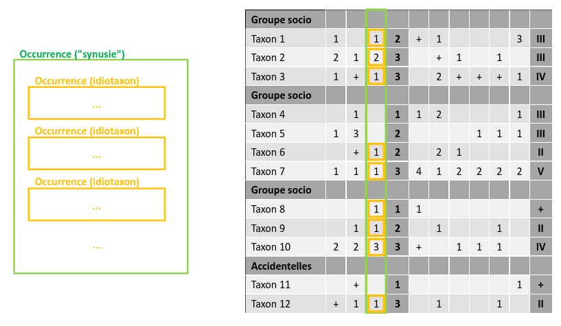 occurrence_synusy_idiotaxon_table.png